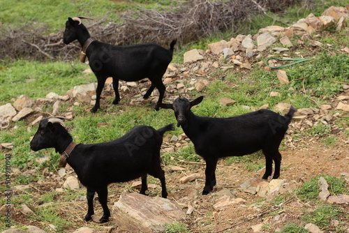 Cabras de la sierra de Salamanca (España)