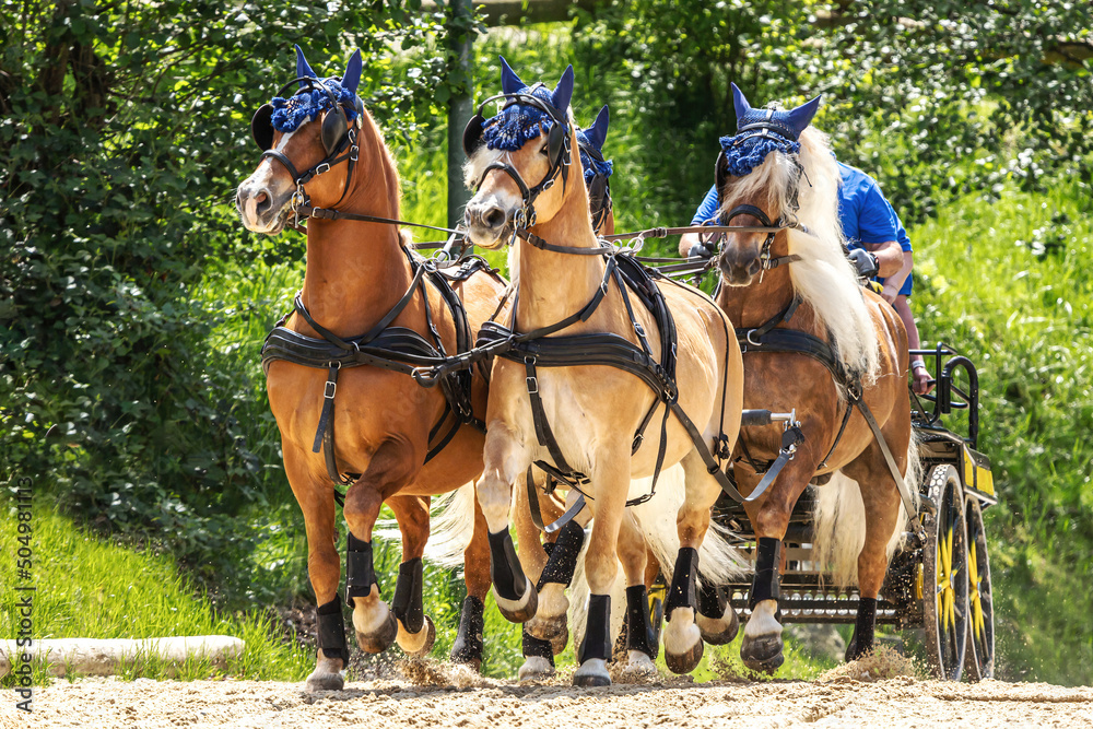 Horse driving competition: Portrait of a team of four haflinger draft horses pulling a horse carriage
