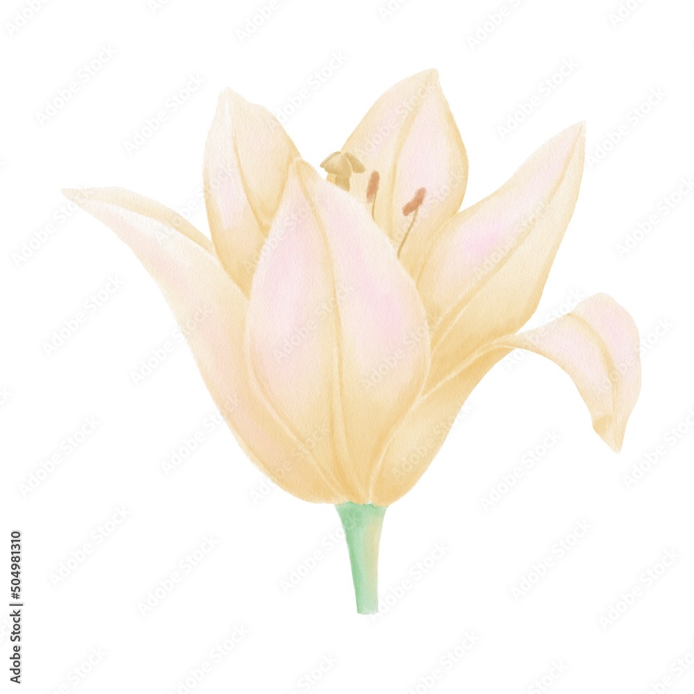 Obraz premium Yellow lily flower bud, watercolor illustration on white background