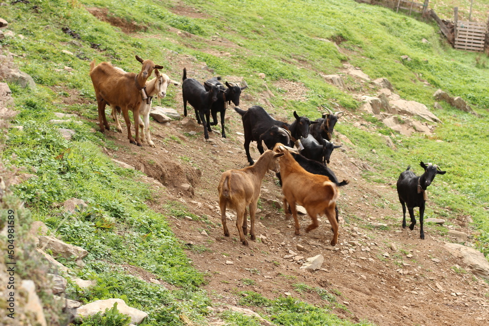 Cabras de la sierra de Salamanca (España)