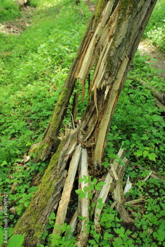 Auch Totholz ist Leben  alter vermoderter Baumstamm