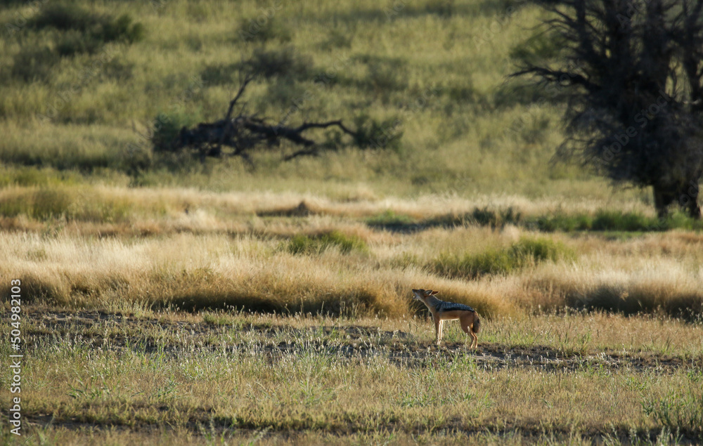 Black-backed Jackal calling for its mate, Kgalagadi, South Africa Black-backed Jackal calling for its mate, Kgalagadi, South Africa