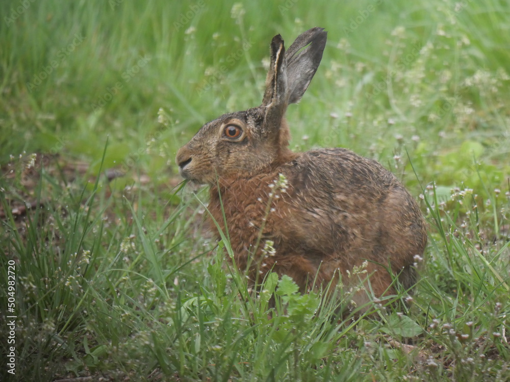 Fototapeta premium an adult hare close up