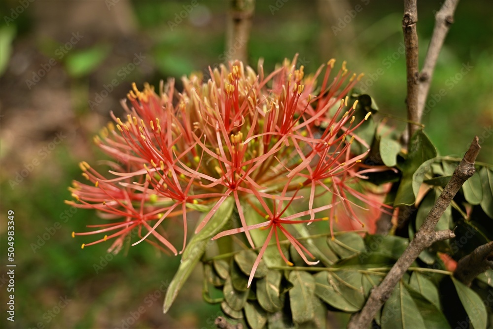 Beautiful red flower scadoxus multiflorus bloom in the garden Beautiful red flower scadoxus multiflorus bloom in the garden