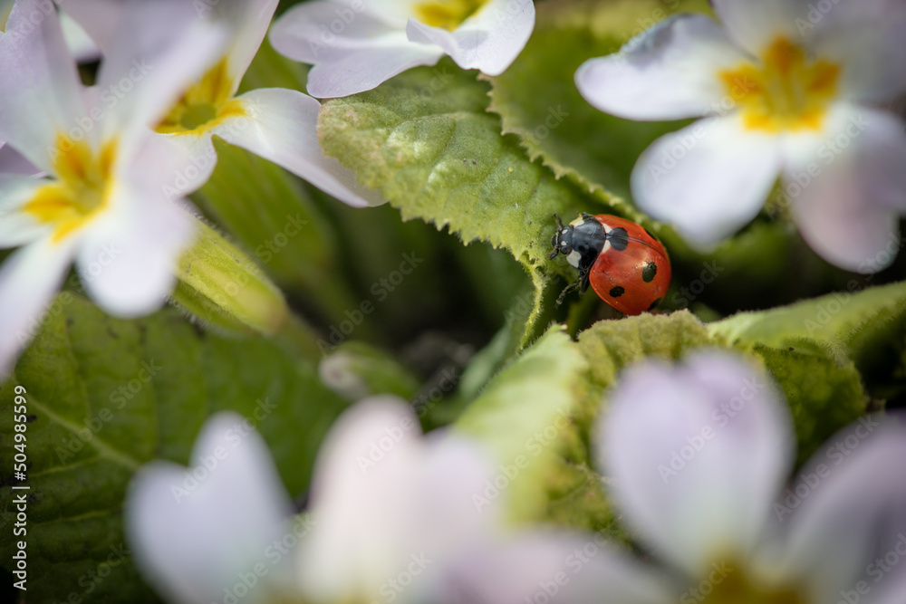 ladybug on a flower ladybug on a flower