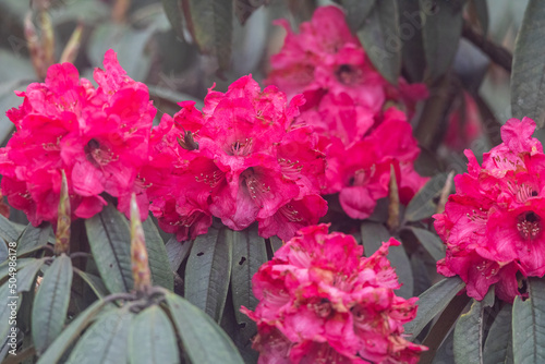 Rhododendron flower, Sandakphu, Singalila National Park , West Bengal photo