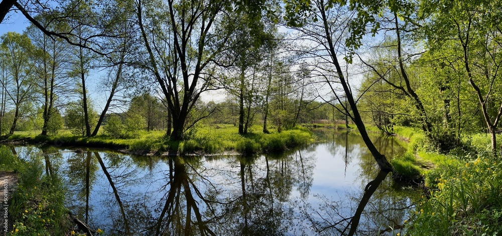 Fototapeta premium POROŚNIĘTY DRZEWAMI BRZEG RZEKI