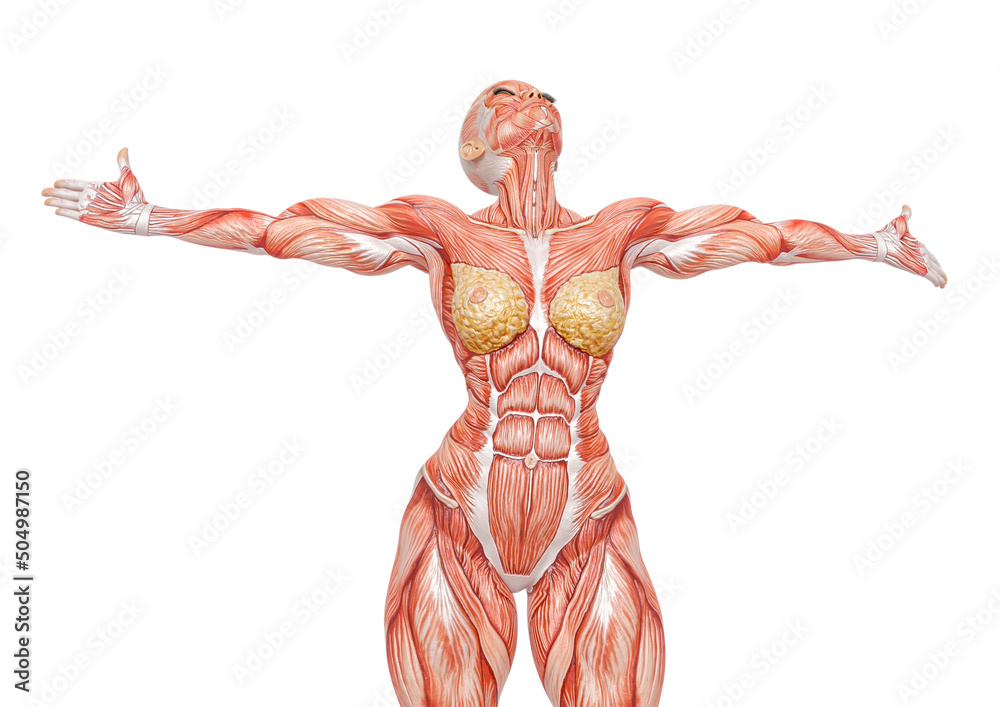 female bodybuilder is showing the muscles with the arms wide open white background