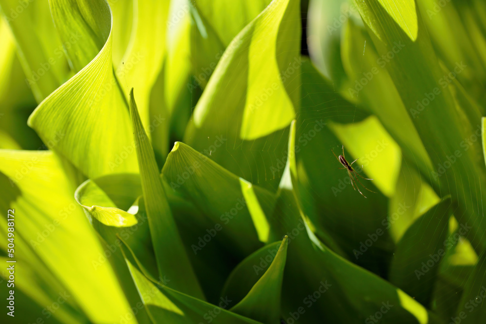 Obraz premium A small spider hanging on its web