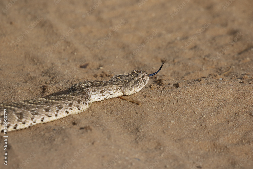 Puff Adder in the Kgalagadi Transfrontier Park, South Africa Puff Adder in the Kgalagadi Transfrontier Park, South Africa