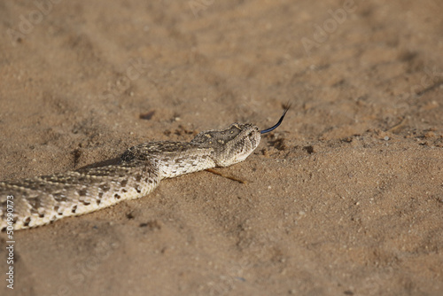 Puff Adder in the Kgalagadi Transfrontier Park, South Africa
