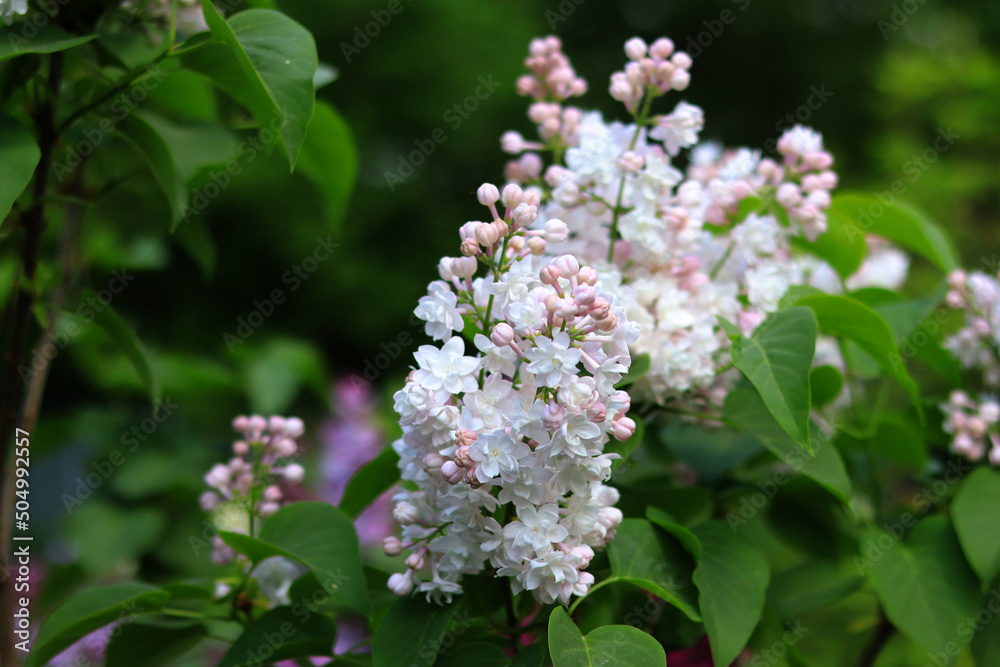Light lilac. Close photo of a lilac blossom branch, selective focus. Nature spring background for calendar, cover, banner