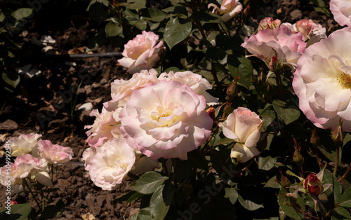 Floral. Roses blossom in the garden. Closeup view of beautiful Rosa Charles Aznavour flower cluster of light pink and white petals, spring blooming in the park. photo