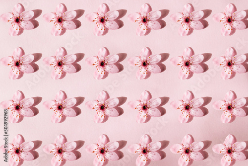 Flowers pattern. Blossoms spring blooming pattern on pink background