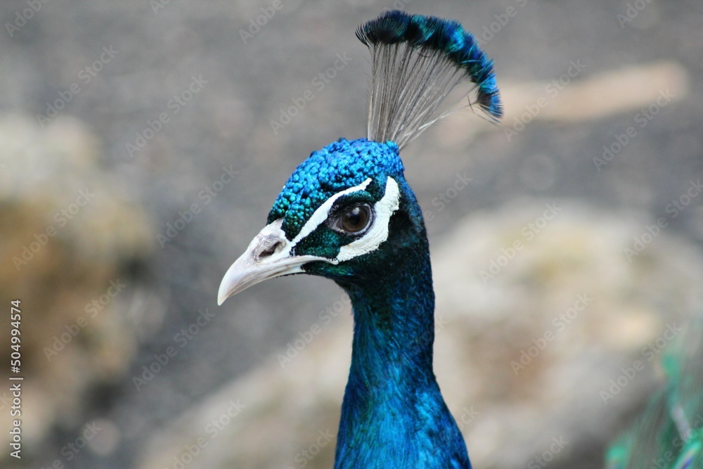 Pavo Real Zoológico Lanzarote Islas Canarias
