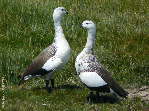 Caiquenes en El Calafate Santa Cruz Patagonia Argentina photo