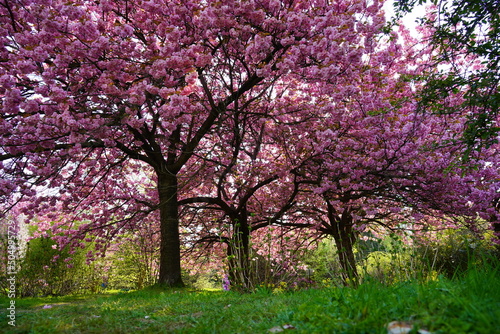 Pink flowering tree over nature background - Spring tree - Spring Background. Closeup view o flower cherry blossoms, prunus serrulata
