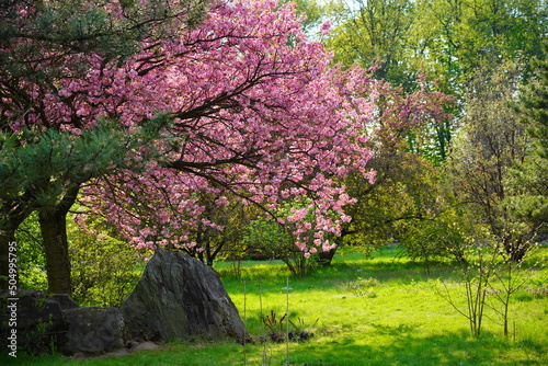 Pink flowering tree over nature background - Spring tree - Spring Background. Closeup view o flower cherry blossoms, prunus serrulata