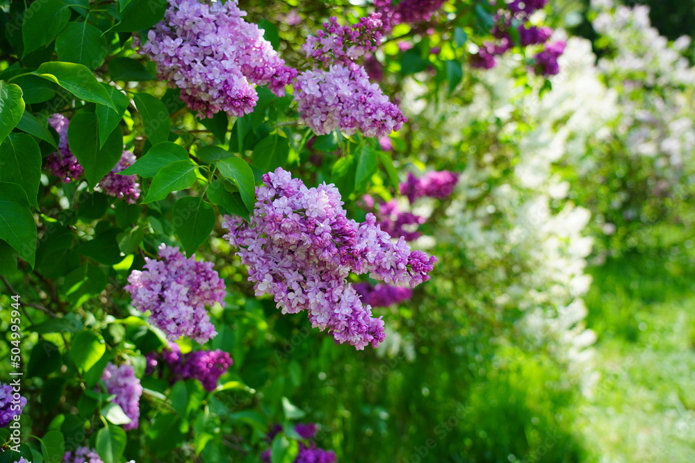 Laburnum anagyroides - small decorative tree Laburnum anagyroides - small decorative tree