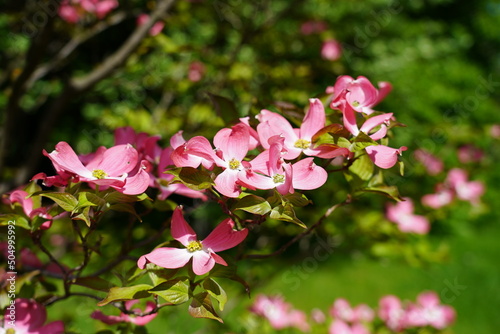 Dogwood blooming in the shade of pink.  Cornus florida  - Selective focus