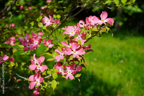 Dogwood blooming in the shade of pink. (Cornus florida) - Selective focus