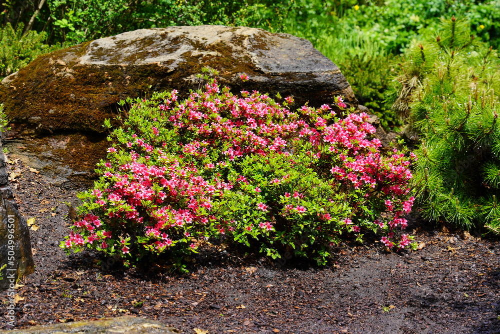 Azalea , blooming rhododendron , - beautiful flowering decorative shrubs Azalea , blooming rhododendron , - beautiful flowering decorative shrubs