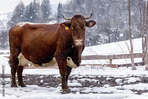 Brown Bavarian cow on a background of snow. © Юлия Усикова