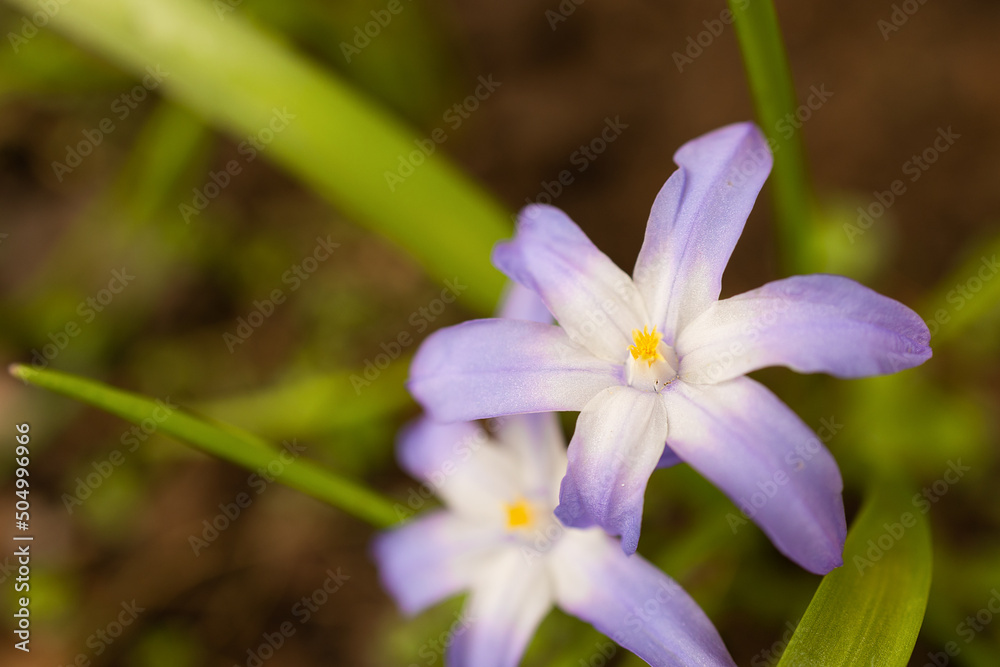 Chionodoxa luciliae, Bosse's snow glory or Lucille's snow glory, is a bulbous perennial plant from western Turkey, blooming in early spring. Soft focus. Chionodoxa luciliae, Bosse's snow glory or Lucille's snow glory, is a bulbous perennial plant from western Turkey, blooming in early spring. Soft focus.
