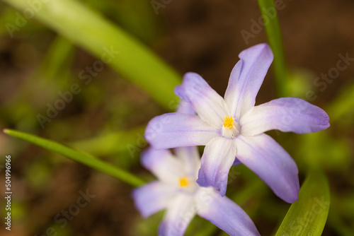 Foto Chionodoxa luciliae, Bosse's snow glory or Lucille's snow glory, is a bulbous perennial plant from western Turkey, blooming in early spring