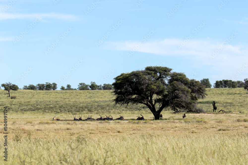 Gemsbok in the shade of a tree, Kgalagadi Transfrontier Park, South Africa