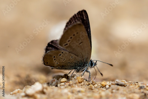 Macro photo. Small butterfly with gray wings with black spots perched on the ground. Insects with colored wings.