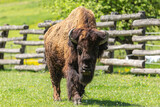 Portrait of a bison on a pasture in spring outdoors, bos bison