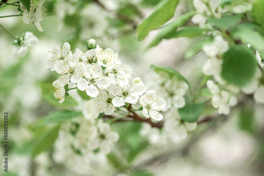Beautiful spring nature background with flowers apple tree close up Beautiful spring nature background with flowers apple tree close up