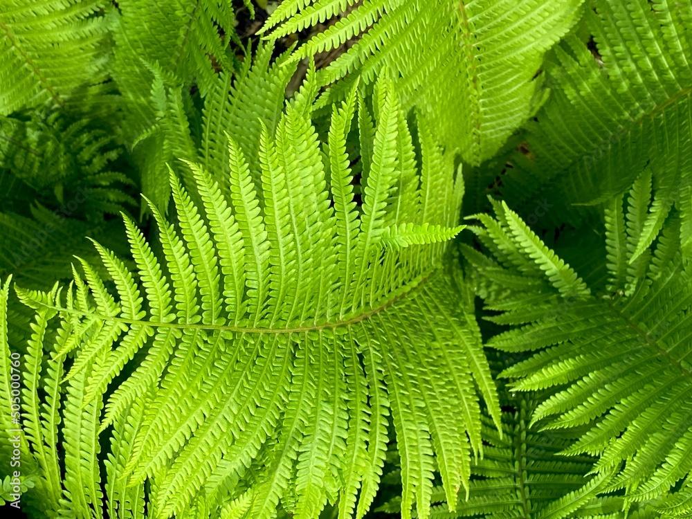 A closeup of the Green fronds on a Lady fern, a species of Athyrium filix-femina, found in Ukraine. Tropical green leaves background, eco concept, ecosystem.