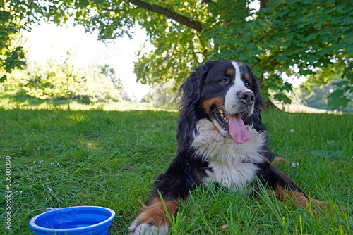 Canvas Print Bernese Mountain Dog in the park on hot day, water bowl next to him