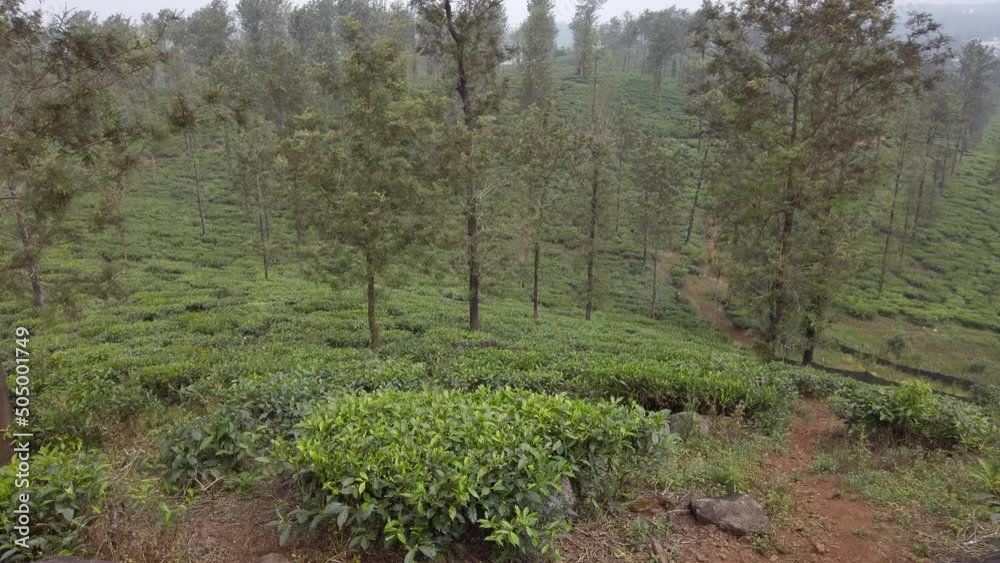 Tea production in India. Overview of tea plantation Tea production in India. Overview of tea plantation