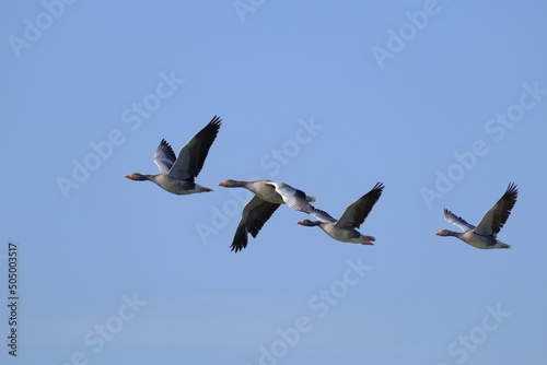 The harmonious flight of wild geese. Four greylag geese flying in a row. 