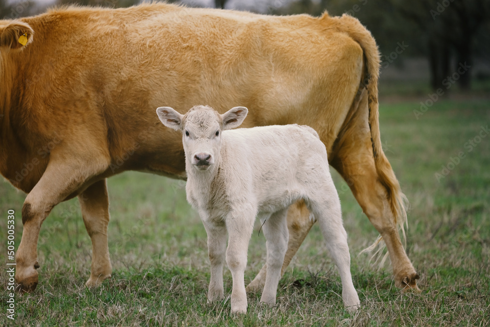 Calf with Charolais cow on beef ranch in Texas field close up for agriculture concept. Calf with Charolais cow on beef ranch in Texas field close up for agriculture concept.