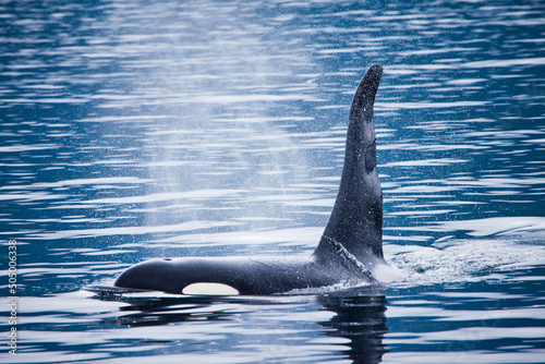Orcas in the Johnstone Straight, British Columbia, Canada photo