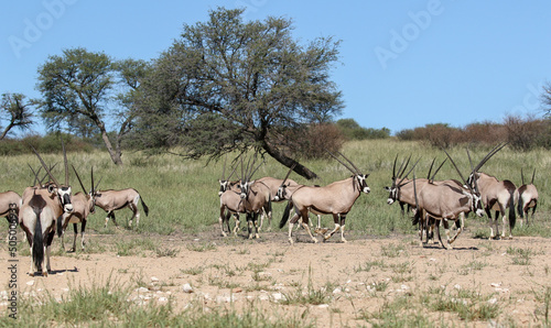 Gemsbok or South African Oryx, Kgalagadi Transfrontier Park, South Africa © Kim