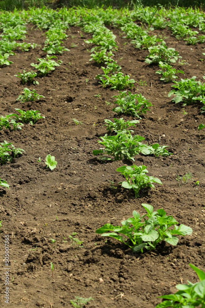 potatoes in the garden potatoes in the garden