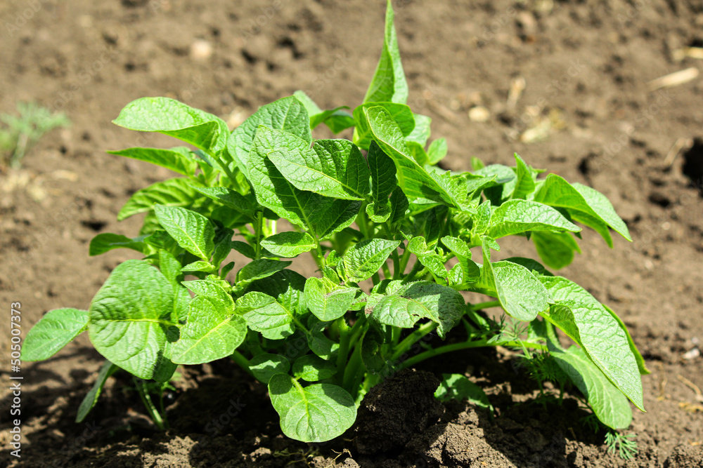 plant. potatoes in the garden plant. potatoes in the garden