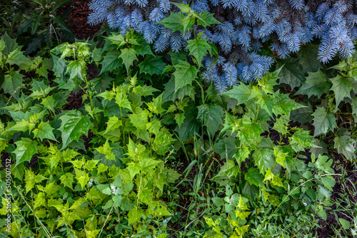 The garden grows Atriplex hortensis photo