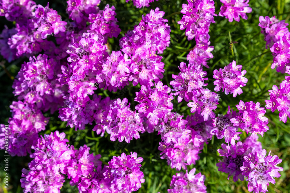 Pink sea thrift flowers in close up.