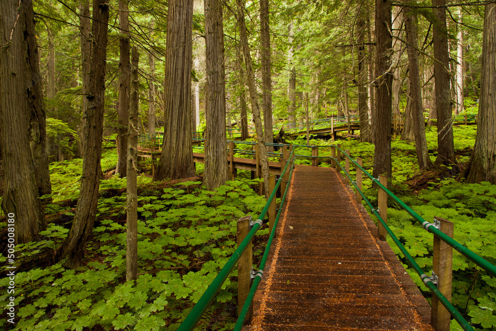 Wooden boardwalk in Mt Revelstoke National Park, British Columbia, Canada Wooden boardwalk in Mt Revelstoke National Park, British Columbia, Canada