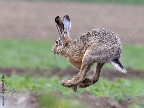 Running Rabbit photo