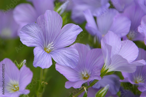 Blue wild flowers in a summer meadow.