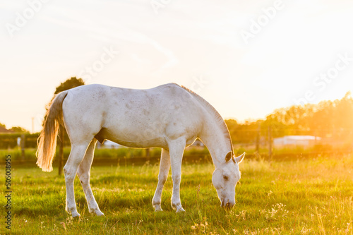 White horse eating grass in meadow at sunset 