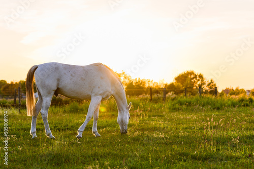 White horse eating grass in meadow at sunset 