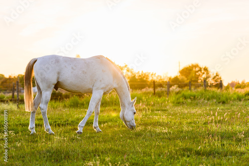 Fototapeta Naklejka Na Ścianę i Meble -  White horse eating grass in meadow at sunset
